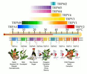 TRP Channels